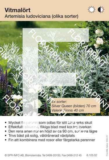 Artemisia ludoviciana (sorter:)