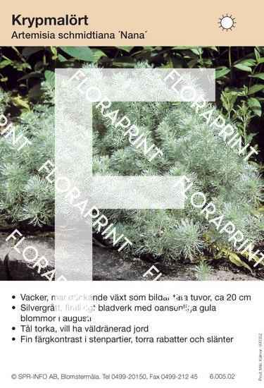 Artemisia schmidtiana Nana