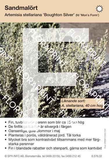 Artemisia stellariana Boughton’s Silver (fd Mori´s Form)