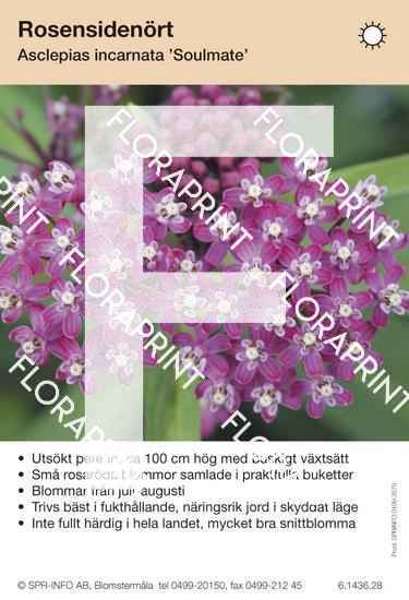 Asclepias incarnata Soulmate – Floraprint — f.d SPR Info