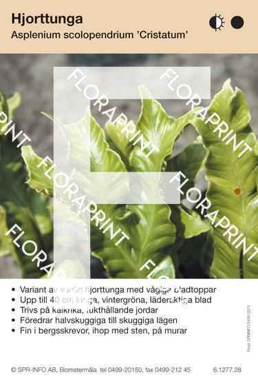 Asplenium scolopendrium Cristatum
