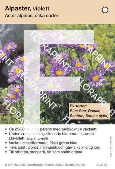 Blomkort 1206-1270.indd Aster alpinus (violett) sorter: