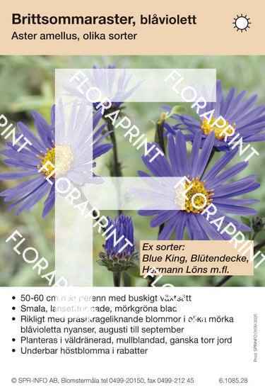 Blomkort 3021-3070.indd Aster amellus, blåviolett (sorter:)