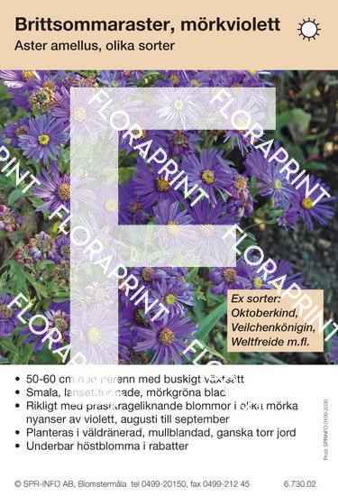 Blomkort 2001-2050.indd Aster amellus, mörkviolett (sorter:)
