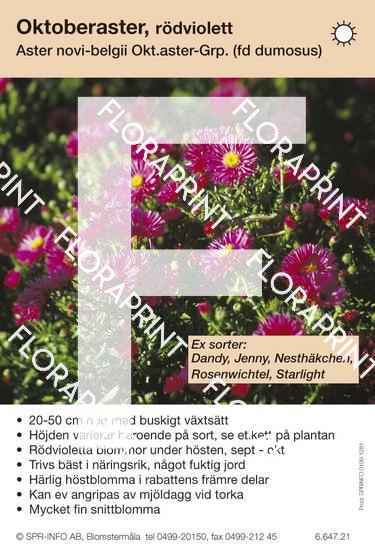 aster_dumosus_roedviolett_sorter Aster dumosus, rödviolett (sorter:)