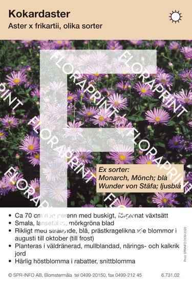 Blomkort 2001-2050.indd Aster frikartii (sorter:)