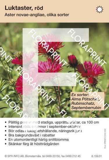 Blomkort 3071-3120.indd Aster novae-angliae (röd) sorter: