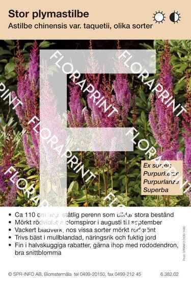 astilbe_chinensis_taquetii_sorter Astilbe chinensis taquetii (sorter:)