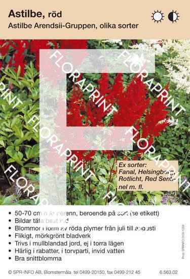 Blomkort s 1271-1330.indd Astilbe (mörkröd) sorter: