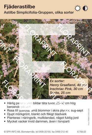 Astilbe simplicifolia, ljusrosa (sorter:)