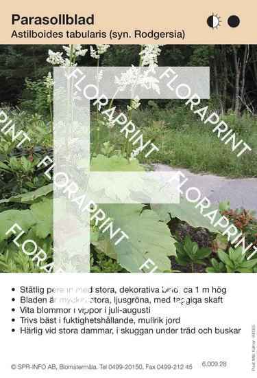 Astilboides tabularis (Rodgersia)