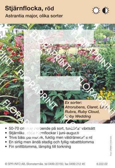 astrantia_major_roed_sorter Astrantia major (röd) sorter: