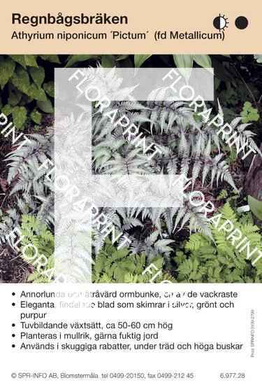 Athyrium niponicum Pictum (fd Metallicum)