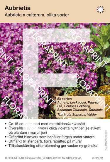 Aubrieta cultorum allm violett (sorter:)