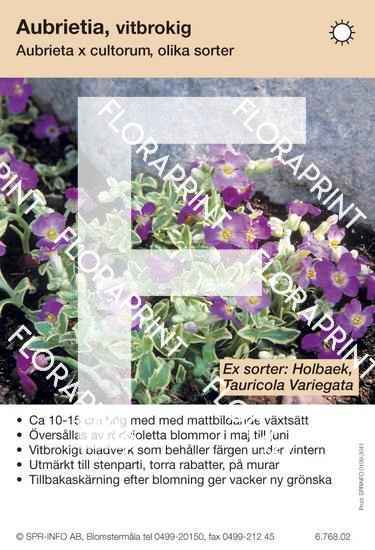 Blomkort 3021-3070.indd Aubrieta cultorum allm vitbrokig (sorter:)