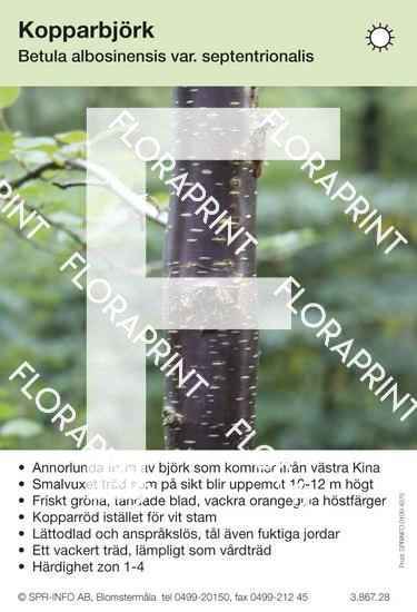 Betula albosin. v. septentrionalis