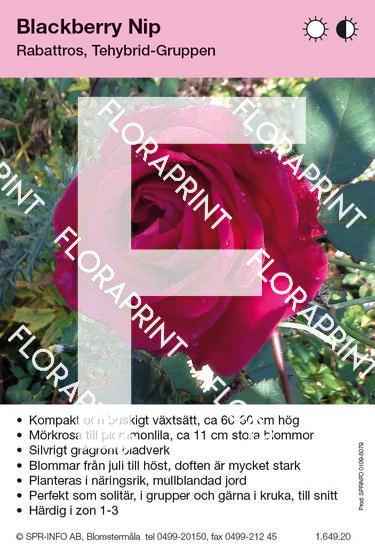 Blackberry Nip