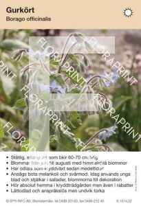 Borago officinalis