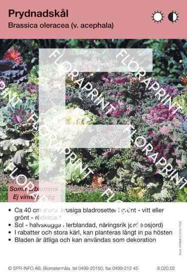 Brassica oleracea (v. acephala)