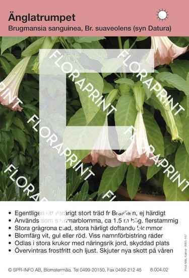 Brugmansia (datura) olika arter