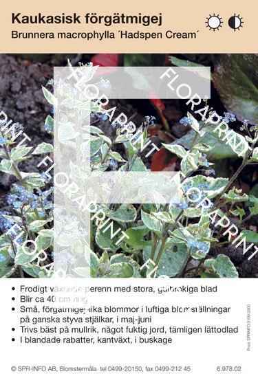 Brunnera macrophylla Hadspen Cream