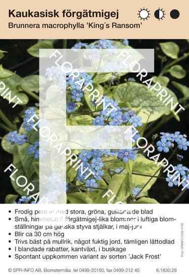 Brunnera macrophylla King´s Ransom