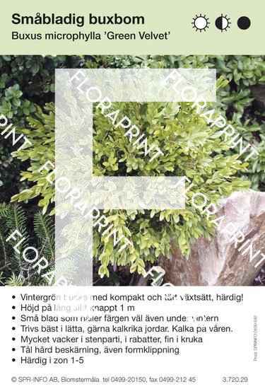 Buxus sempervirens Green Velvet