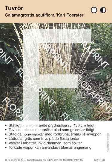 Calamagrostis acutifl Karl Foerster