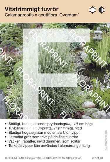 Calamagrostis acutifl Overdam