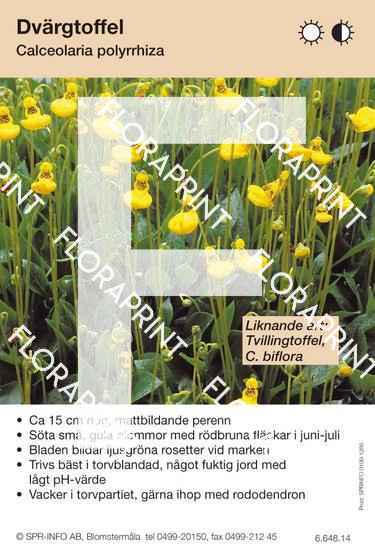 Blomkort s 1271-1330 Calceolaria polyrrhiza (likn art:)