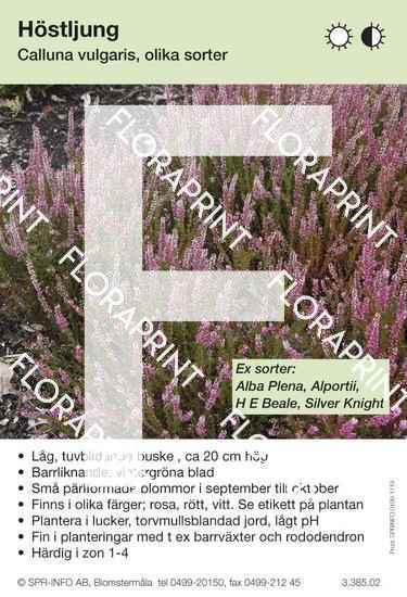 calluna_vulgaris_allmaen_sorter Calluna vulgaris (allmän) sorter