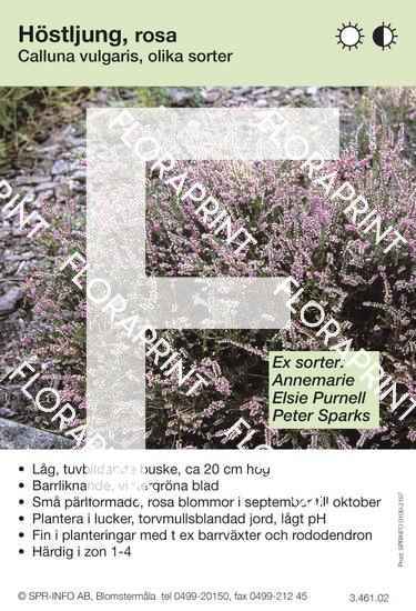 Calluna vulgaris (rosa) sorter