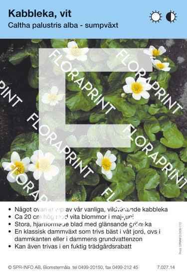 Caltha palustris alba