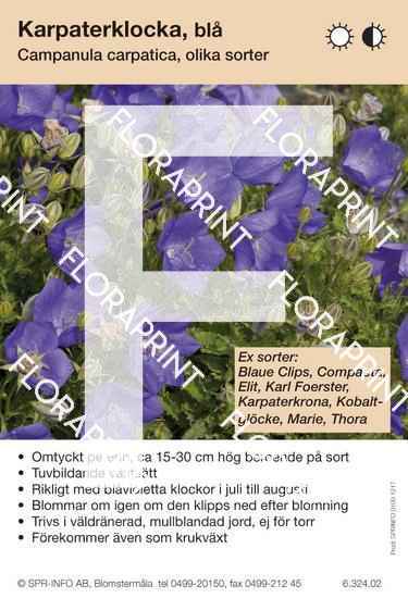 Campanula carpatica, blåviolett (sorter:)
