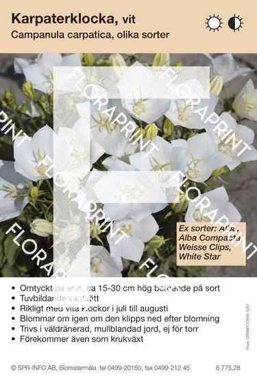 campanula_carpatica_vit_sorter Campanula carpatica, vit (sorter:)