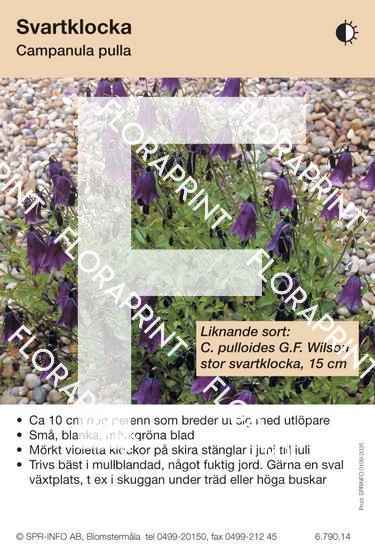 Blomkort 2001-2050.indd Campanula pulla (sorter:)