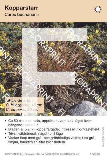 Carex buchananii (likn arter:)