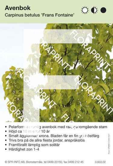 Carpinus betulus Frans Fontaine