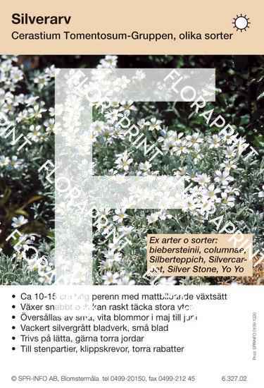 Cerastium tomentosum (sorter:)