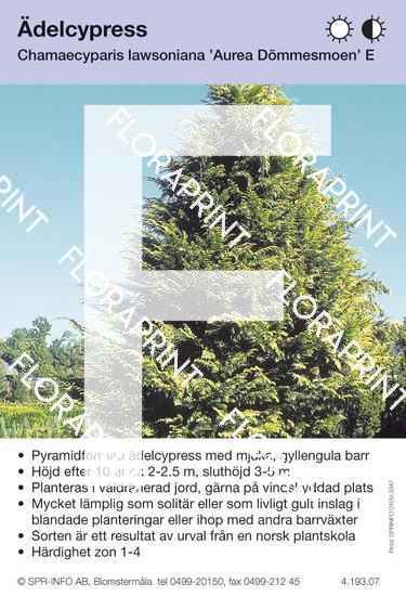 Chamaecyparis laws Aurea Dömmesmoen E