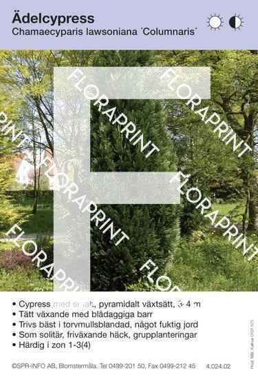 Chamaecyparis laws Columnaris