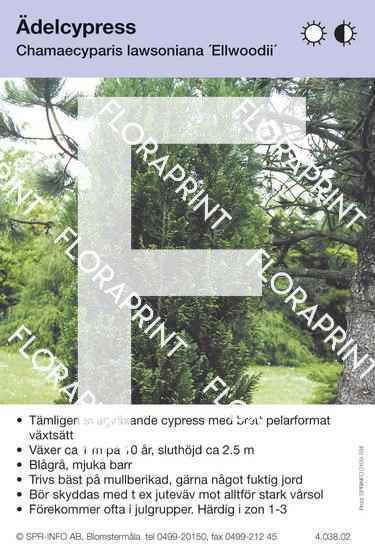 Chamaecyparis laws Ellwoodii