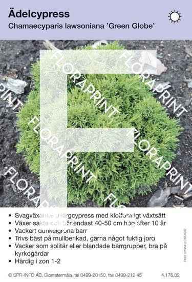 Chamaecyparis laws Green Globe