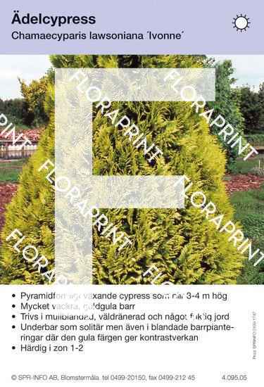 Chamaecyparis laws Ivonne