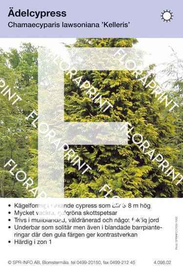 Chamaecyparis laws Kelleris
