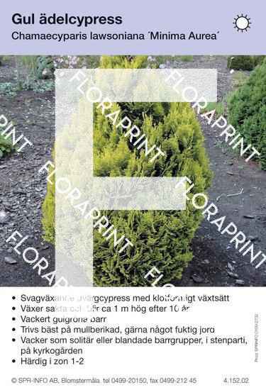 Chamaecyparis laws Minima Aurea