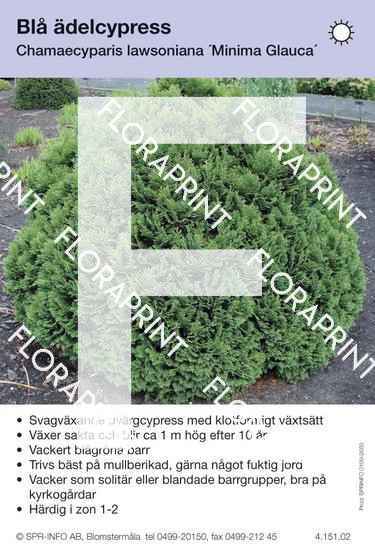 Chamaecyparis laws Minima Glauca