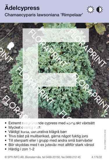 Chamaecyparis laws Rimpelaar