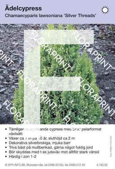 Chamaecyparis laws Silver Threads