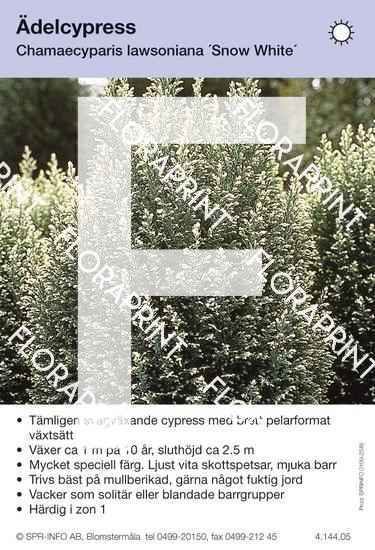 Chamaecyparis laws Snow White